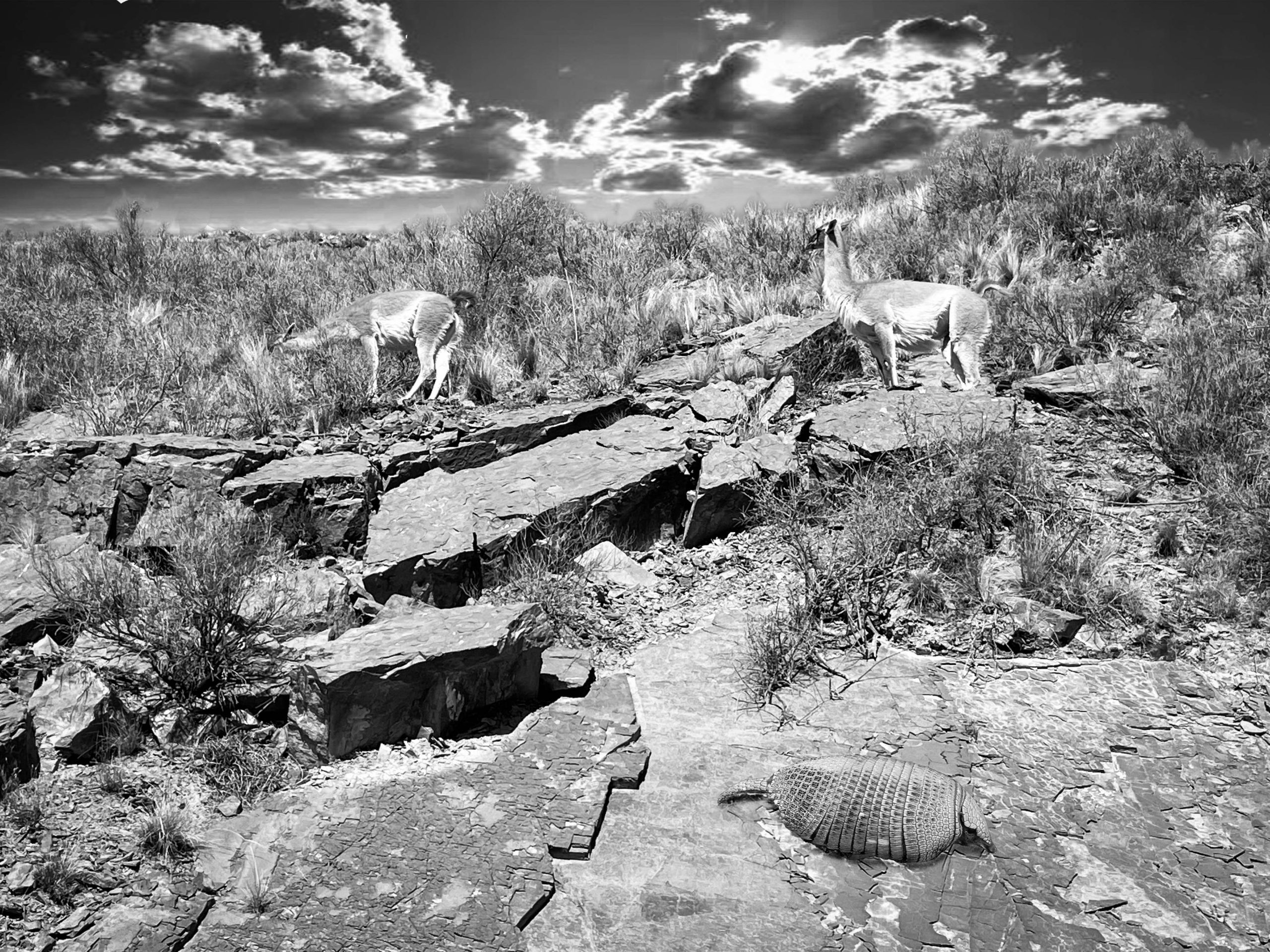 llamas y animales copia